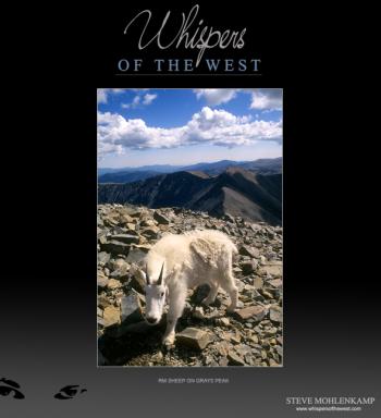 RM SHEEP ON GRAYS PEAK